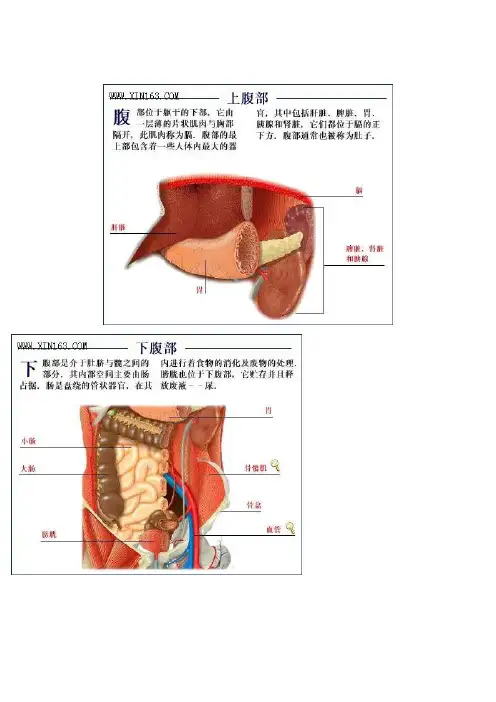 人体图解腹部器官