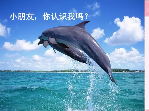 8、《海豚救人》市公开课获奖课件省名师示范课获奖课件