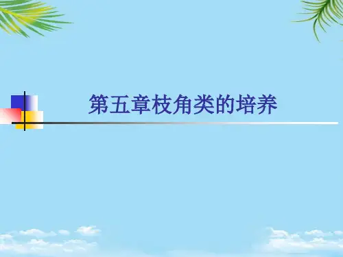 枝角类的培养最全PPT