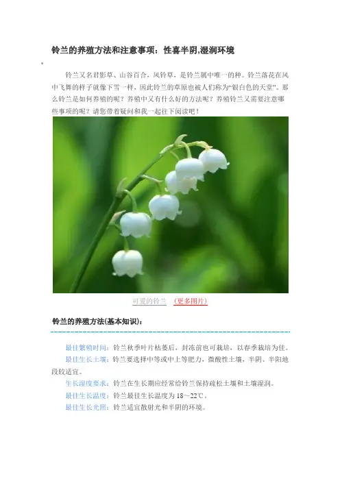 铃兰的养殖方法和注意事项