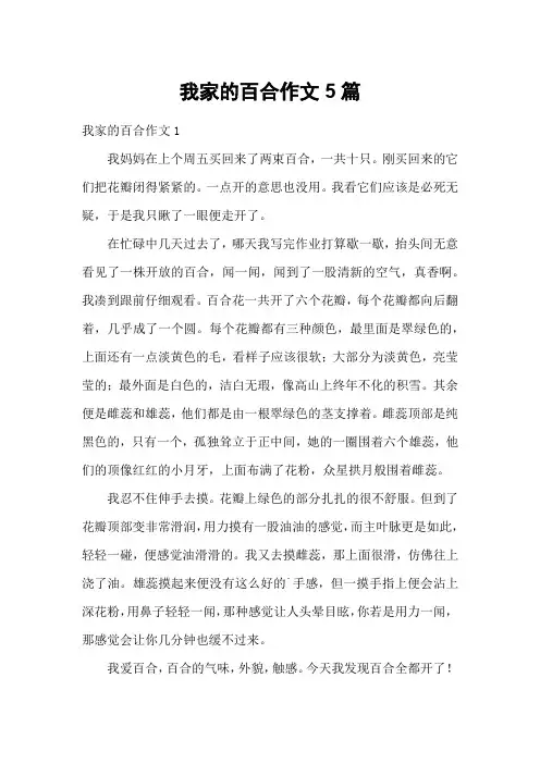 我家的百合作文5篇