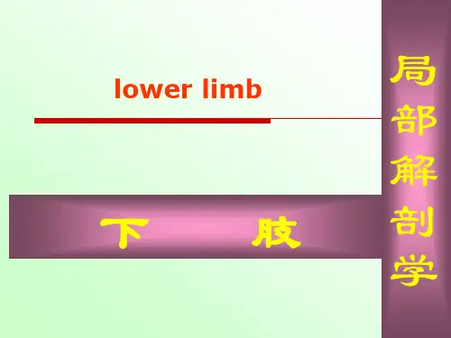大学课程局部解剖学下肢课件