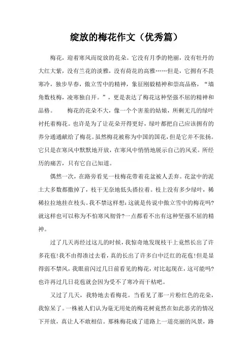 绽放的梅花作文(优秀篇)