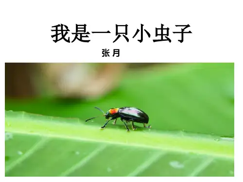 二年级下册语文课件-第4单元11我是一只小虫子｜人教部编版