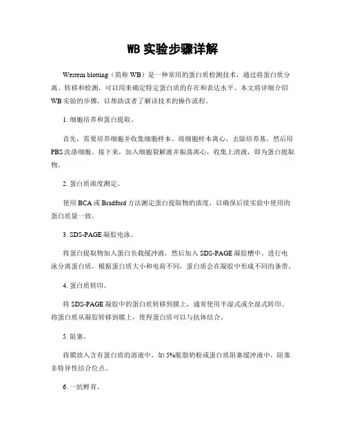 WB实验步骤详解