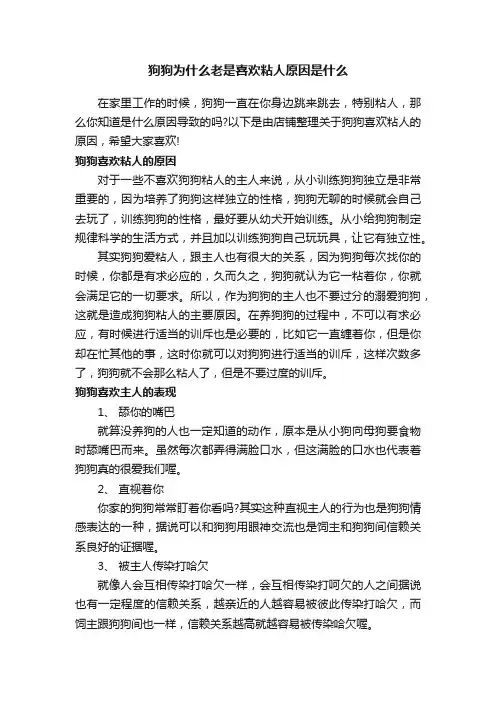 狗狗为什么老是喜欢粘人原因是什么