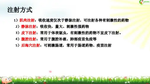 猪正确的注射方法