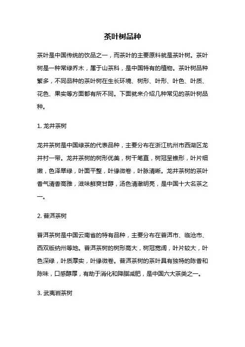 茶叶树品种