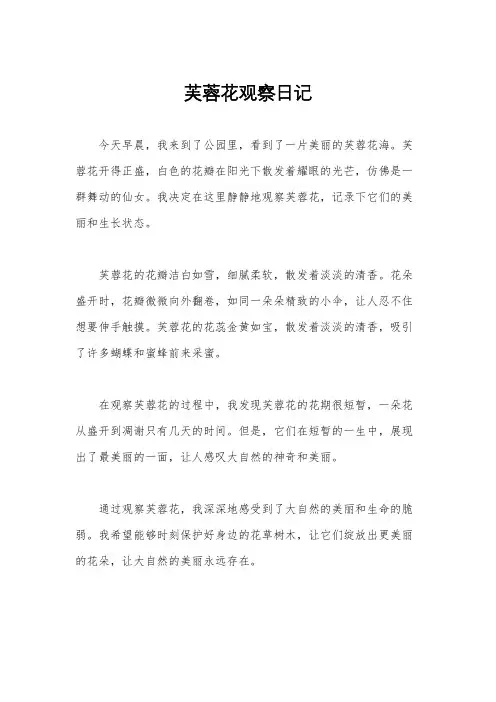 芙蓉花观察日记