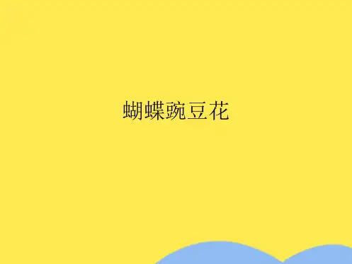 蝴蝶豌豆花(共8张PPT)