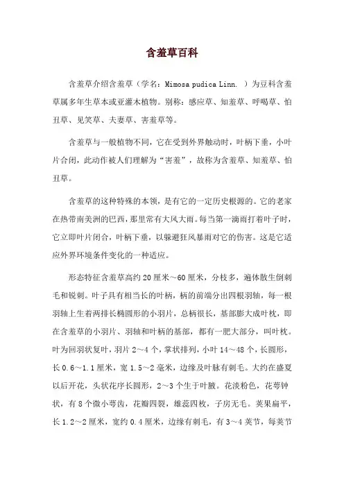 含羞草百科