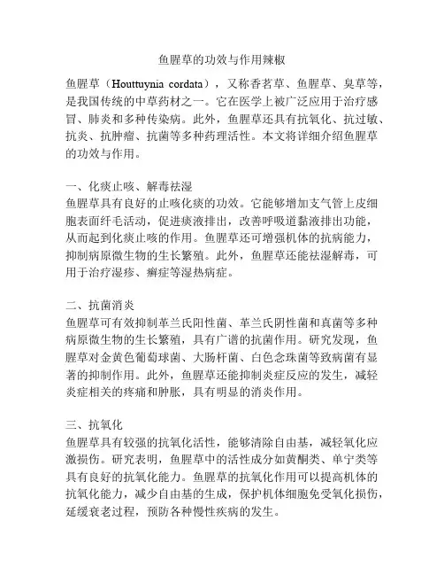 鱼腥草的功效与作用辣椒