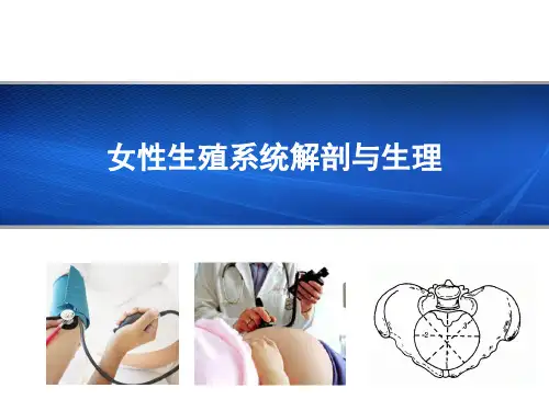 女性生殖系统解剖与生理