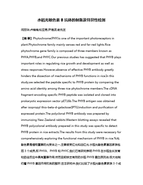 水稻光敏色素B抗体的制备及特异性检测