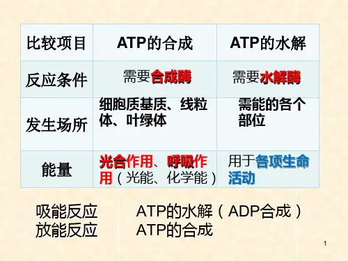 5.3 ATP的主要来源-细胞呼吸 课件【新教材】人教版(2019)高中生物必修一