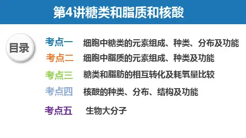高三一轮复习生物课件：细胞中的糖类、脂质和核酸