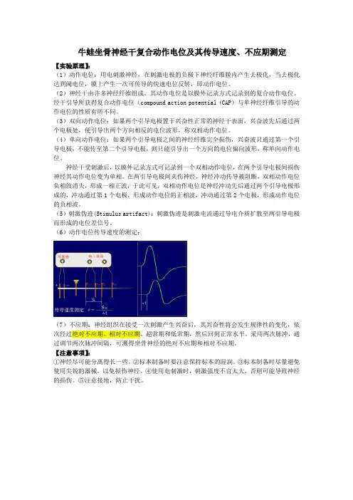 牛蛙坐骨神经干复合动作电位及其传导速度、不应期测定