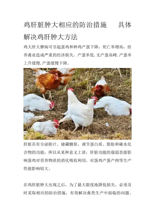鸡肝脏肿大相应的防治措施具体解决鸡肝肿大方法