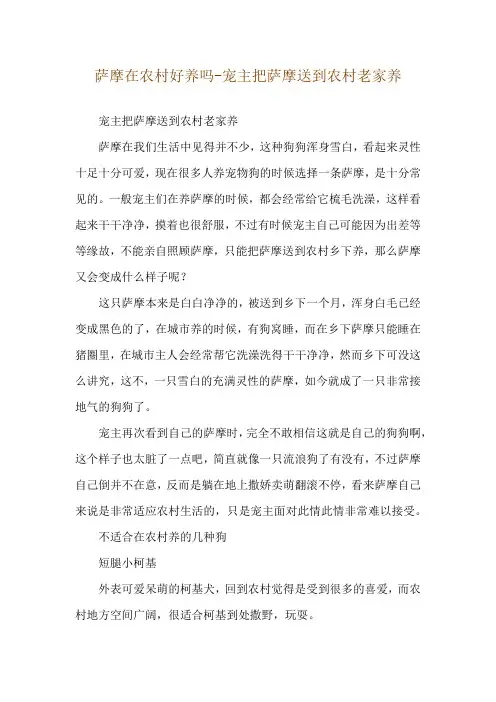 萨摩在农村好养吗-宠主把萨摩送到农村老家养