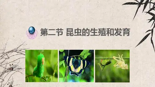 沅陵县五中八年级生物下册 7.1.2昆虫的生殖和发育课件1 新版新人教版