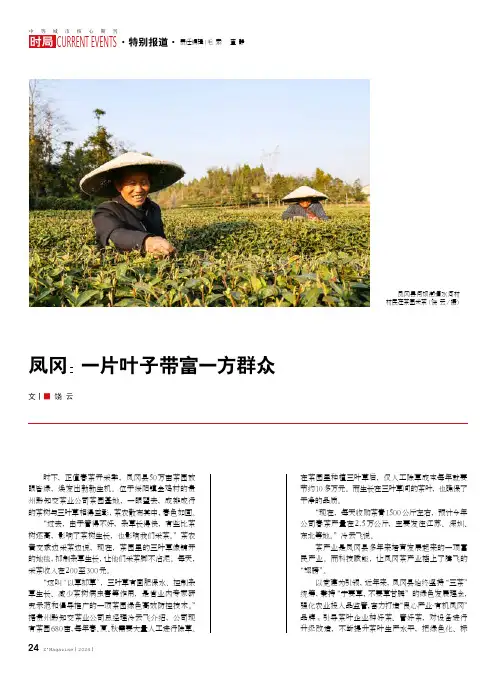 凤冈：一片叶子带富一方群众