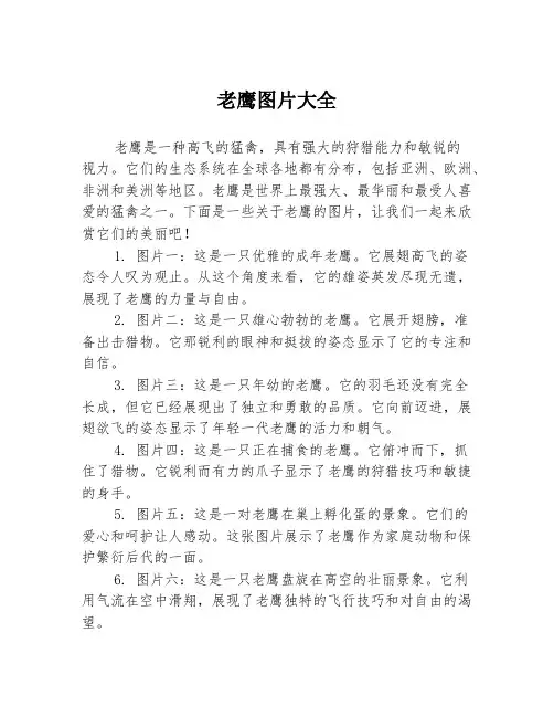 老鹰图片大全