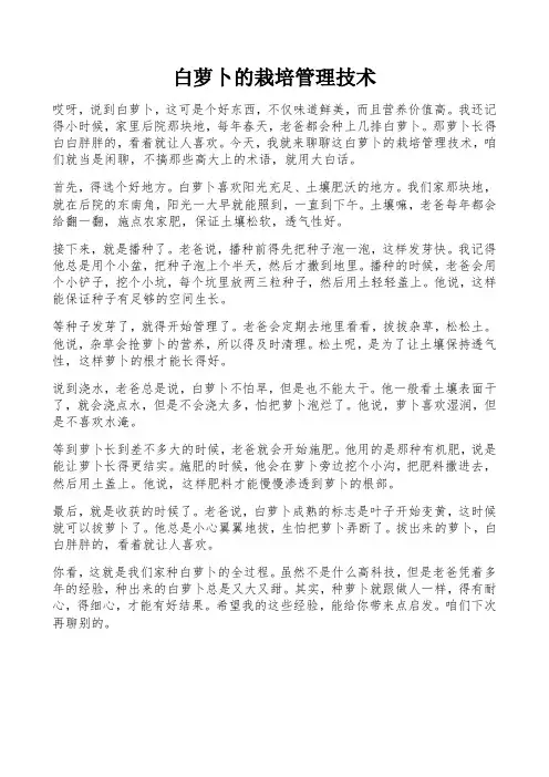 白萝卜的栽培管理技术