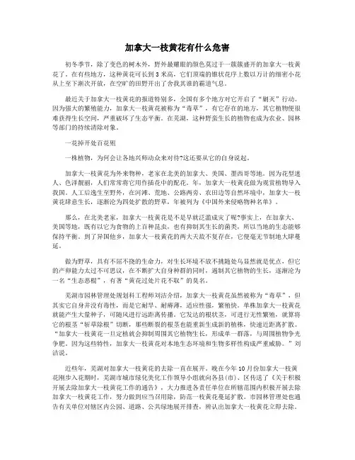 加拿大一枝黄花有什么危害