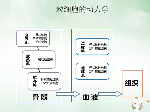白细胞检验基础理论ppt课件