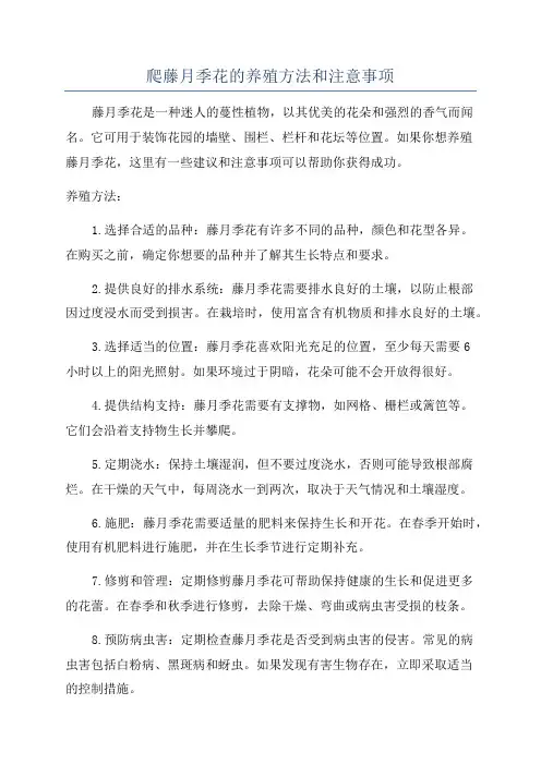 爬藤月季花的养殖方法和注意事项