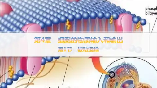 人教版高中生物学必修1精品课件 第4章 细胞的物质输入和输出 第1节 被动运输