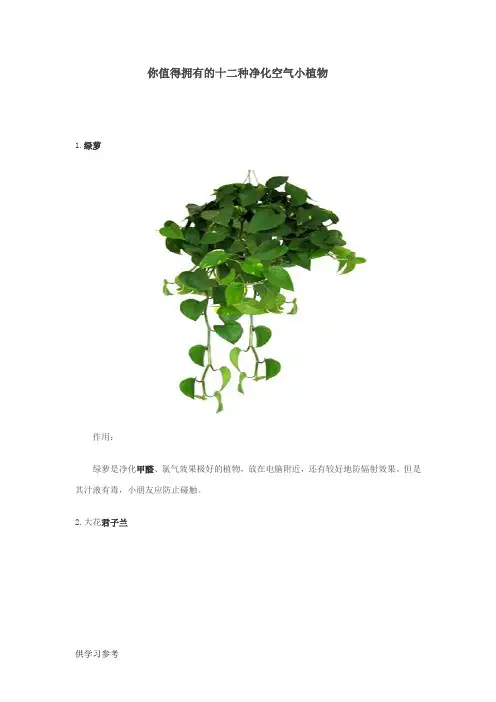 你值得拥有的十二种净化空气小植物