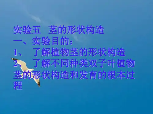 实验五   茎的形态结构ppt课件