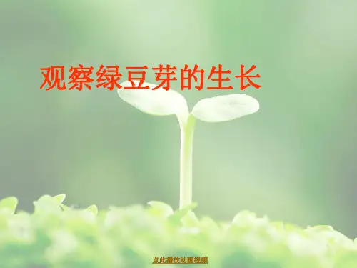 最新教科版五年级科学上册《观察绿豆芽的生长》精品课件