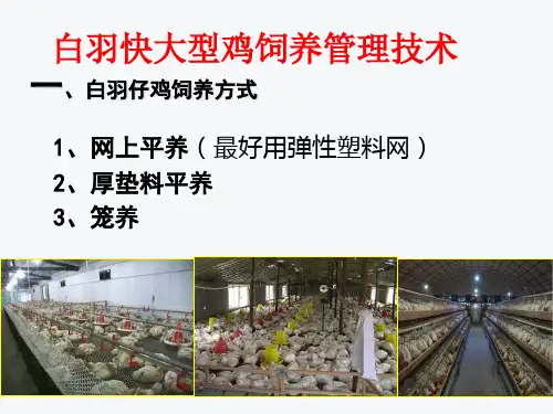 白羽快大型鸡饲养管理技术