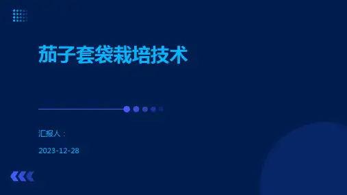 茄子套袋栽培技术
