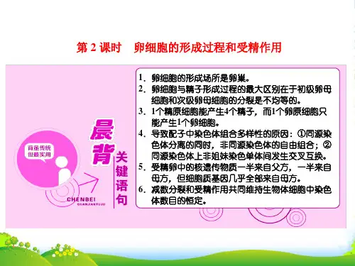 高中人教版生物必修二课件：第二章 第1节 第2课时 卵细胞的形成过程和受精作用