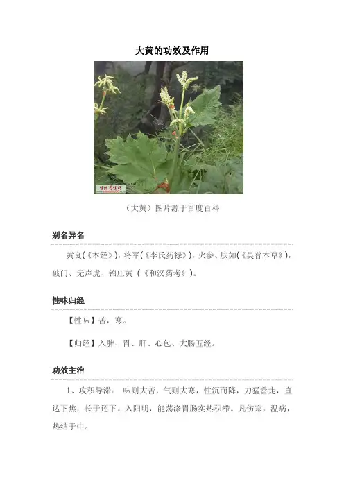 大黄的功效及作用汇总