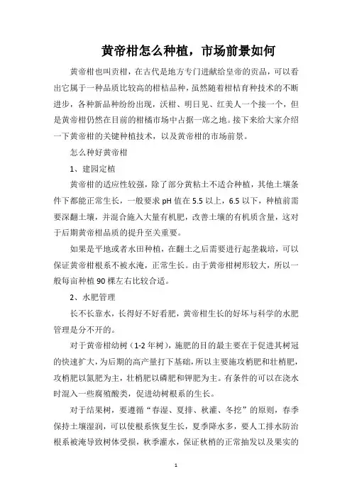 黄帝柑怎么种植,市场前景如何