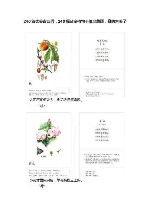 240首优美古诗词，240幅名家植物手绘珍藏画，真的太美了