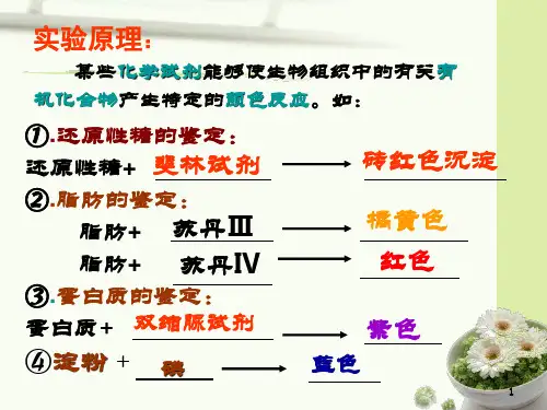 实验检测生物组织中的糖类脂肪和蛋白质ppt课件