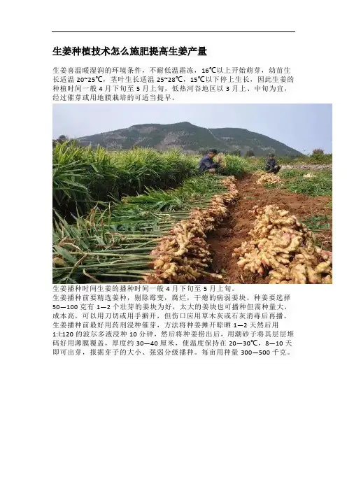 生姜种植技术怎么施肥提高生姜产量