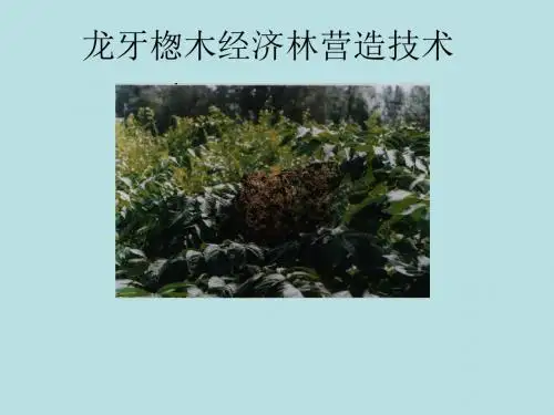 龙牙楤木经济林营造技术