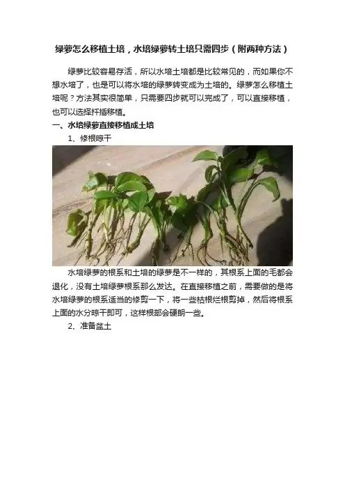 绿萝怎么移植土培，水培绿萝转土培只需四步（附两种方法）