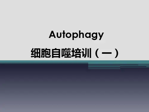 细胞自噬培训(一)