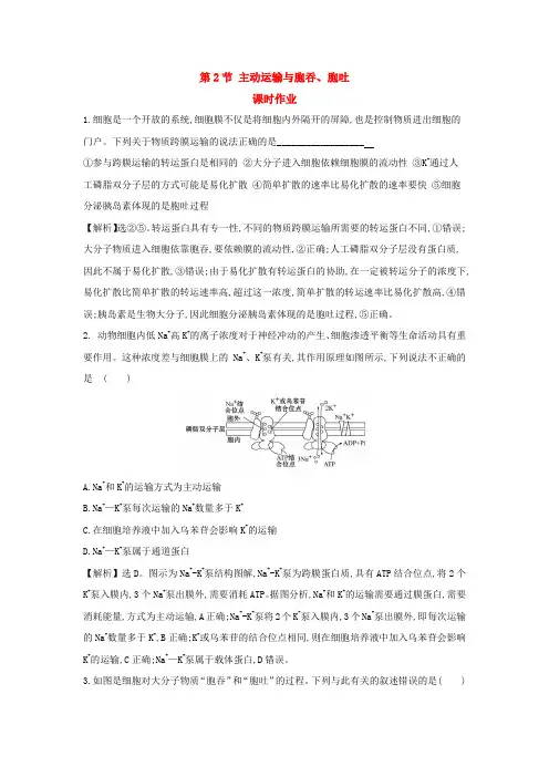 4.2主动运输与胞吞、胞吐(2)课时作业  课时作业【新教材】人教版(2019)高中生物必修一