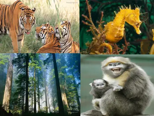 高中生物 减数分裂和受精作用复习课件.ppt