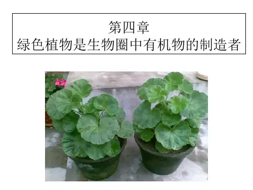 人教版生物七年级上册 第四章 绿色植物是生物圈中有机物的制造者