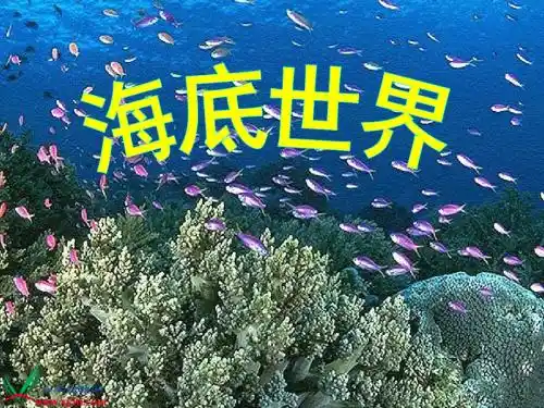 《海底世界》PPT之一课件(苏教版三年级语文下册课件)