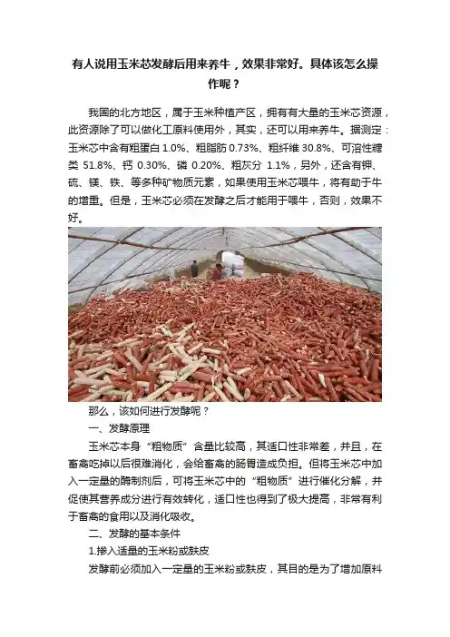 有人说用玉米芯发酵后用来养牛，效果非常好。具体该怎么操作呢？